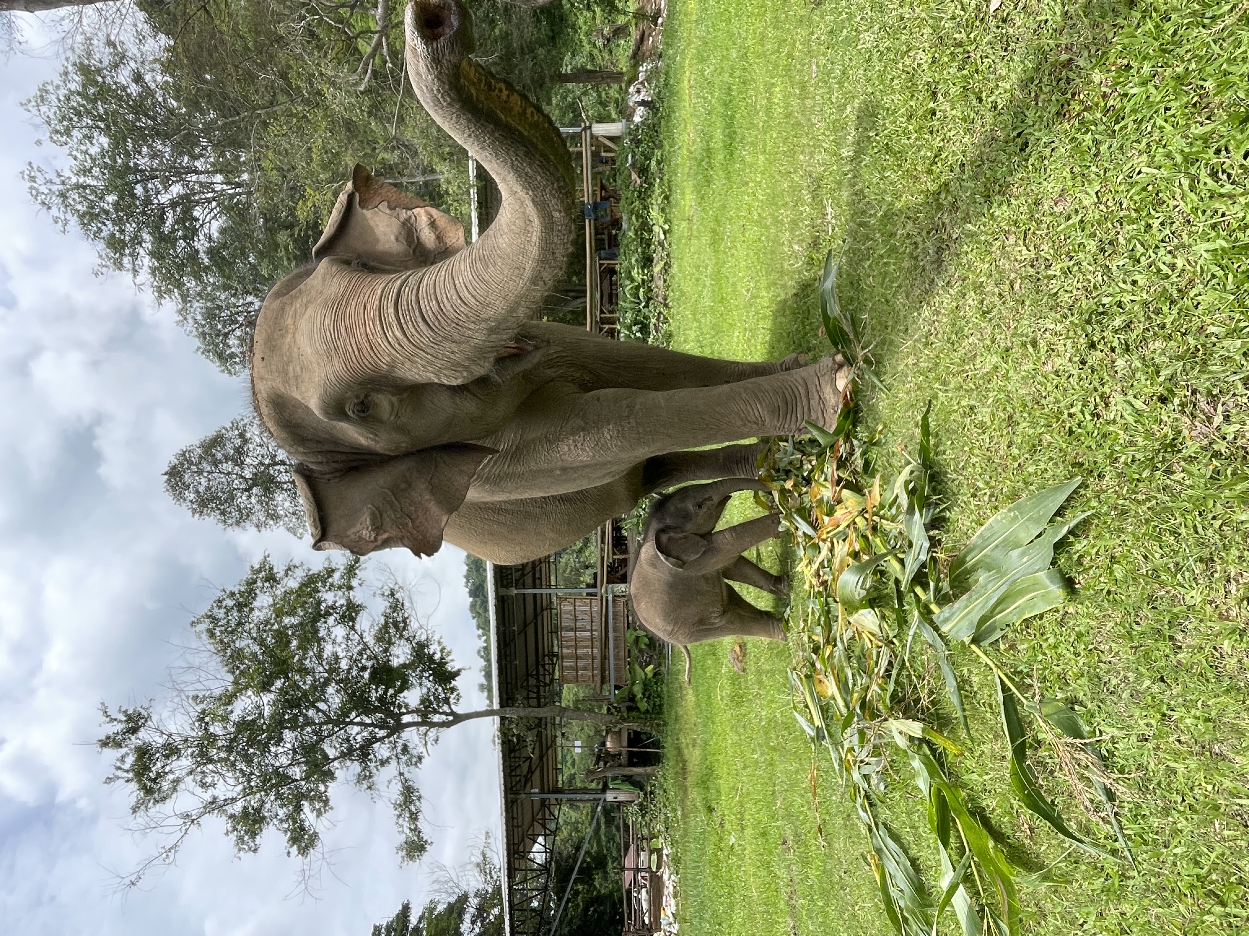 Elephant feeding at Secret Elephant