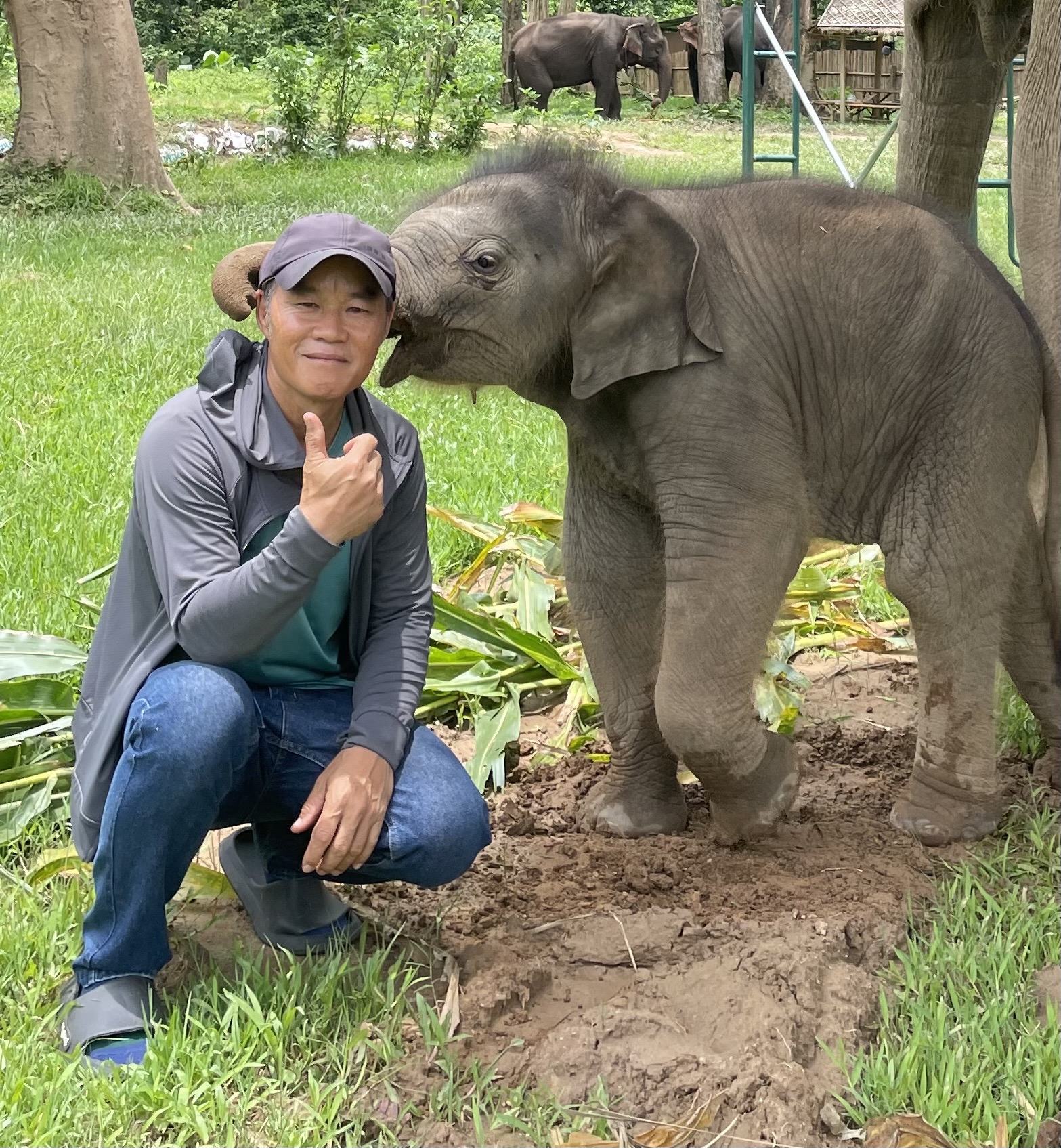 Baby elephant with mahout
