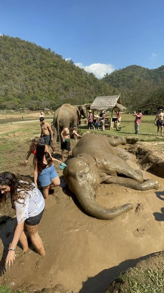 Half Day Elephant Raising
